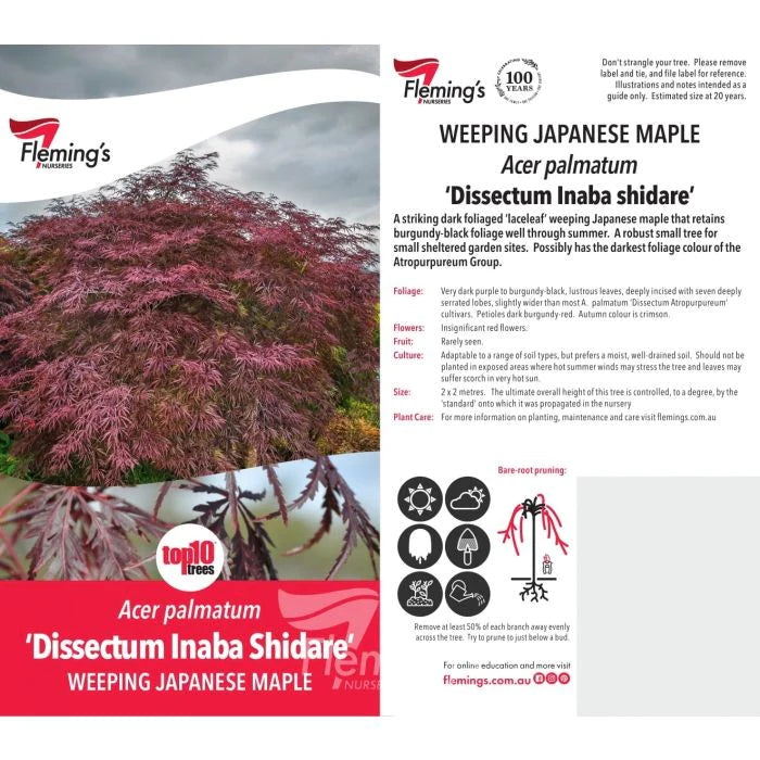 Acer Palmatum Dessectum Inaba Shidare