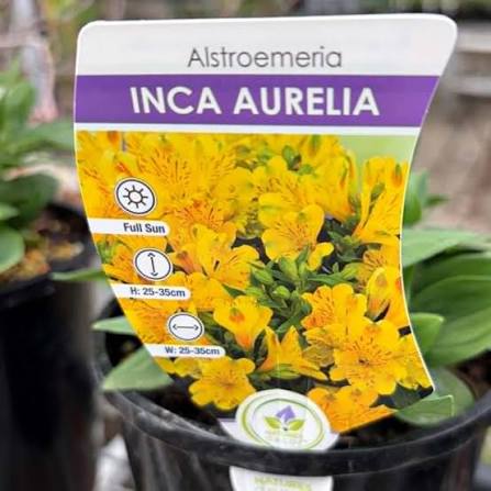 Alstromeria Inca Aurelia 175mm