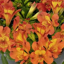 Alstromeria Inca Holland