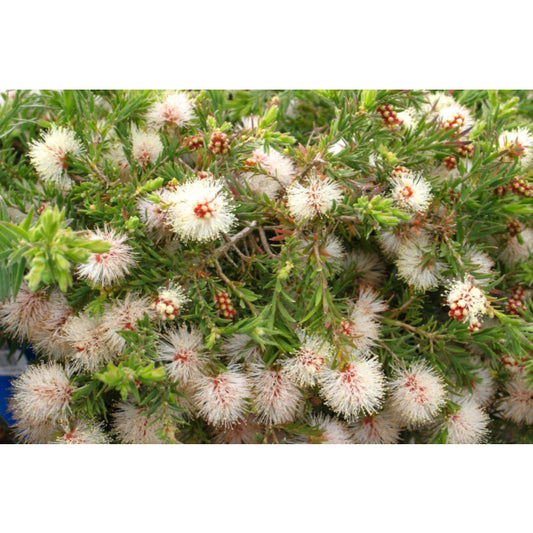 Melaleuca Incana Nana 17cm