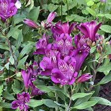 Alstroemeria Inca Replay