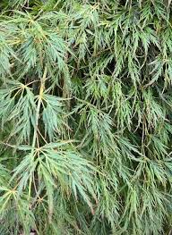 Acer Palmatum Irish Lace 18lt