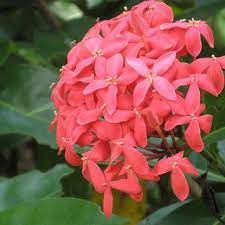 Ixora Chinensis Maize 140mm