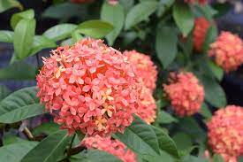 Ixora Chinensis Fireball 140mm