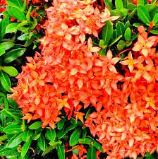 Ixora Chinensis Sunkist 4lt