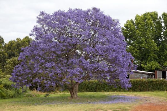 Jacaranda 4.5lt