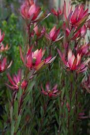 Leucadendron Jack Harre 12lt