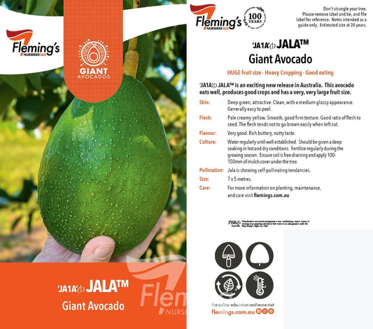 Jala Avocado 50lt