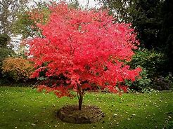 Japanese Maple 30lt