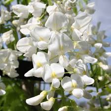 Wisteria Floribunda Alba White Japanese 140mm