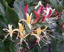 Lonicera Japonica Purpurea 140mm