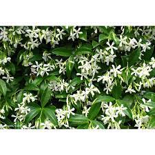 Trachelospermum Jasminoides Chinese Star Jasmine 1lt 2