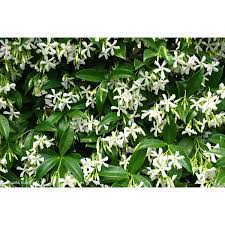 Trachelospermum Jasminoides Chinese Star Jasmine 1lt