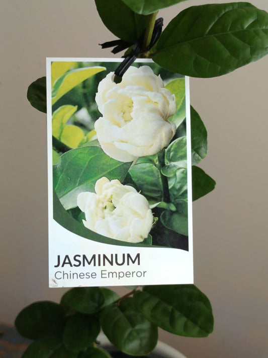 Jasminum Sambac Chinese Emperor 8lt