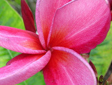 Jeannie Morange Jnr 30lt Grafted