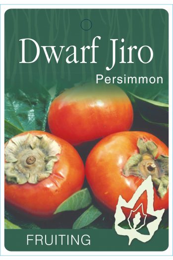 Persimmon Dwarf Jiro bare root