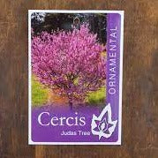 Judas Tree 50lt