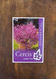 Cercis Judas Tree bare root