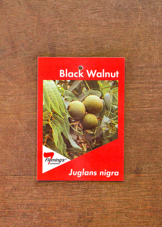 Juglans nigra Black bare root