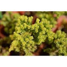 Juniperus Squamata Prostrata Pingii 140mm