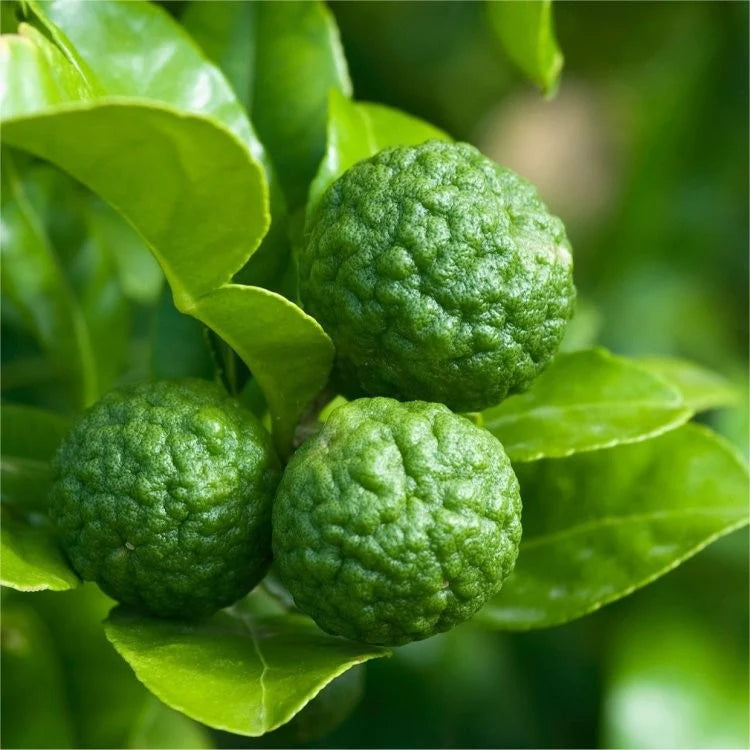 Kaffir Lime Dwarf 5lt