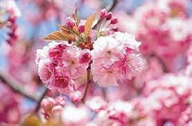 Kanzan Flowering Cherry 30lt