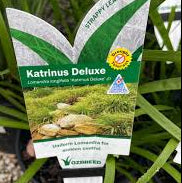 Lomandra Katrinus Deluxe 140mm