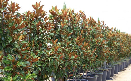 Magnolia Kay Parris 18lt