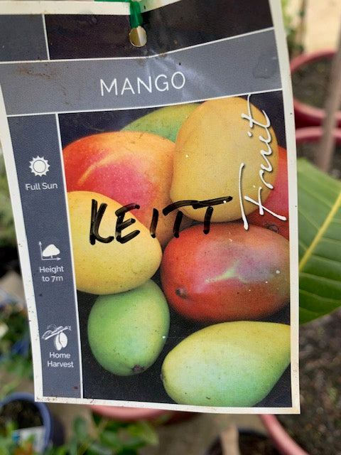 Mango Keitt Grafted 18lt
