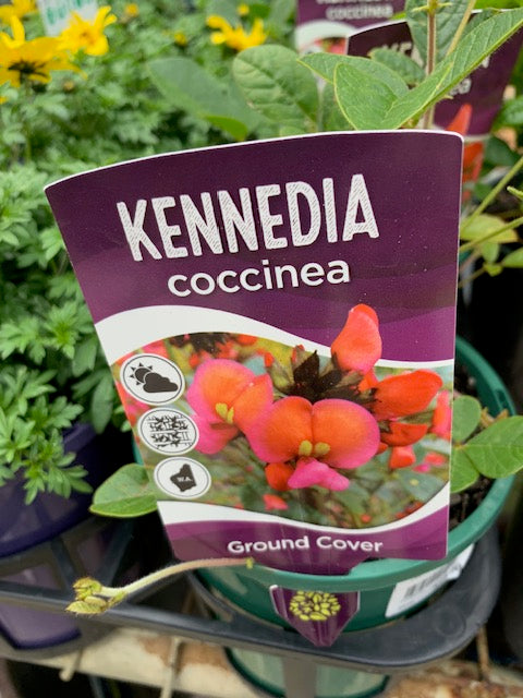Kennedia Coccinea 140mm
