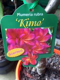 Kimo 125mm – Bigga Trees