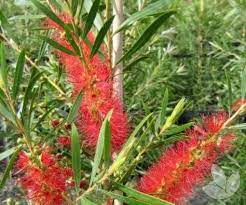 Callistemon Kings Park Special 180mm