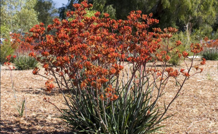 Anigozanthos Kings Park Flame 14cm