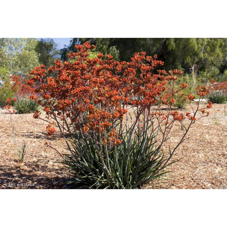 Anigozanthos Kings Park Flame 5lt