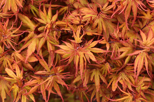 Acer Palmatum Kuro Hime 200mm
