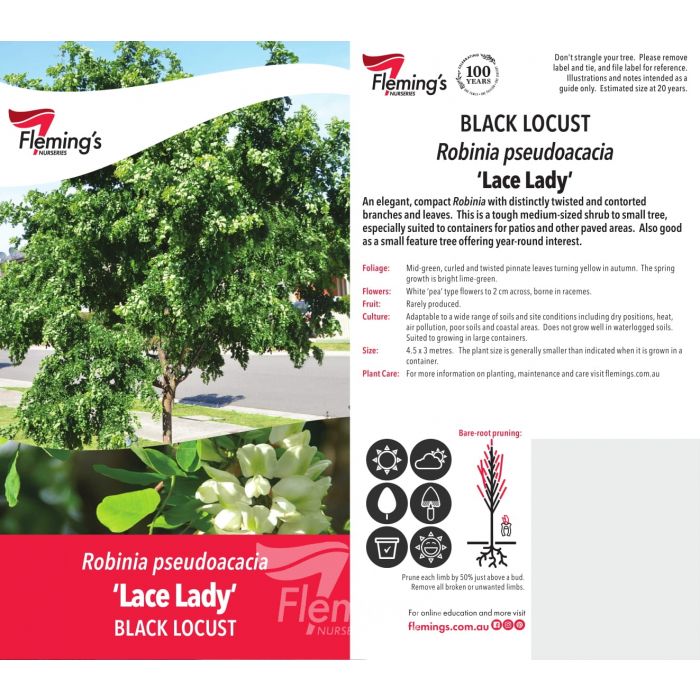 Robinia Lace Lady bare root