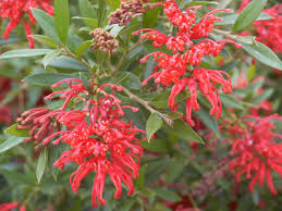Grevillea Lady O 14cm