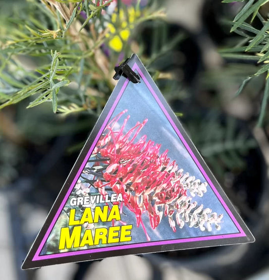 Grevillea Lana Marie 8lt