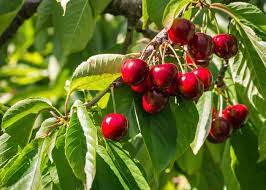 Cherry Royal Lee 50lt