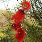 Melaleuca Laterita 13cm