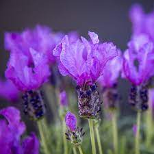 Lavandula Fairy Wings 140mm