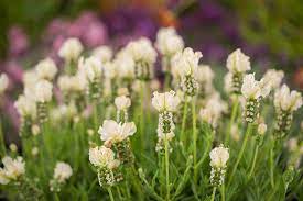 Lavandula Snow Princess 14cm