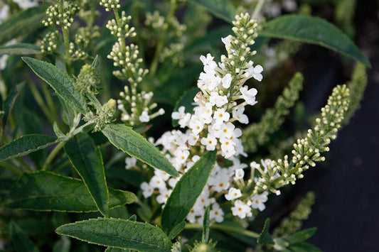 Buddleja Leah White 175mm