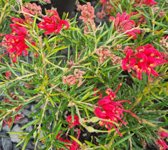 Grevillea Legacy Flame 140cm