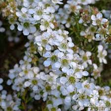 Leptospermum Lemon Bun 20cm