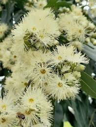 Eucalyptus Citriodora 12lt