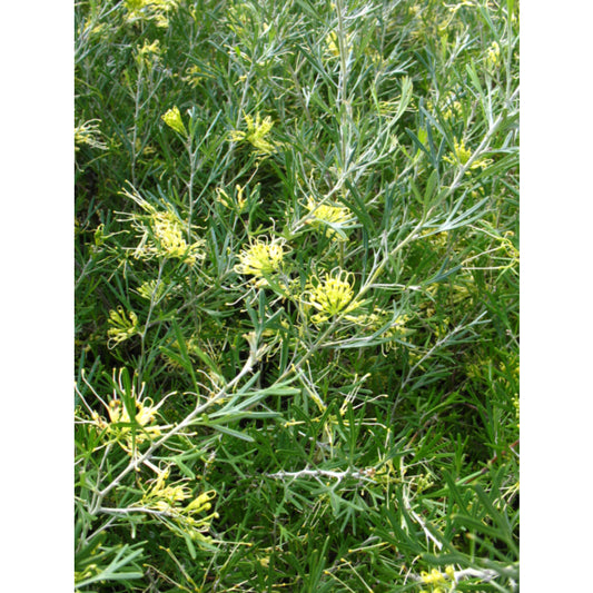 Grevillea Lemon Supreme 175mm