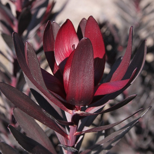 Leucadendron Burgandy Sunset 140mm