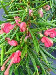 Grevillea Lilliane 5lt