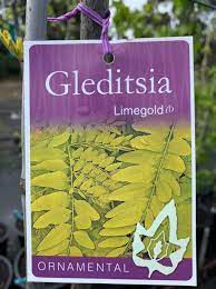 Gleditsia Limegold 30lt